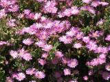  Lampranthus Deltoides 