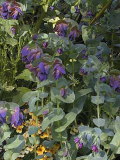Cerinthe-Major Purpurascens