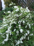 Exochorda x Macrantha