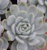 Echeveria Eliegans 