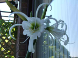 Spider Lily