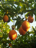 Passion fruits