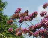 Red Admiral on Verbena