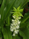 Eucomis