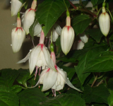 Fuchsia Happy Wedding Day