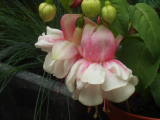 Fuchsia Devon Dumpling