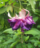 Fuchsia Royal Mosaic
