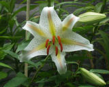 Lily Arena