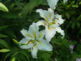 Lily Nipon