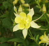 Aquilegia McKana