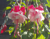 Fuchsia Swingtime