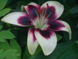 Lily Emporium
