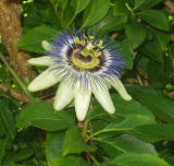 Passiflore Caerulea