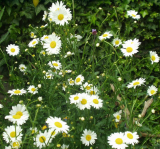 Ox-eye Daisy