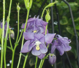 Aquilegia Vulgaris