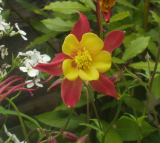 Aquilegia McKana