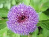 Centratherum