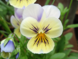 Viola