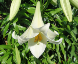 Lily White Heaven