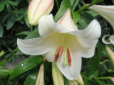 Lily White Paradise