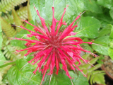 Monarda