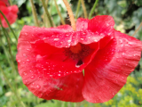 Poppy