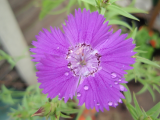 Dianthus