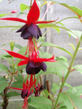 Fuchsia Lady Boothby