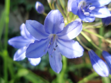 Agapanthus