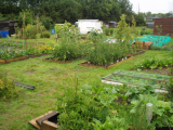 Raised beds