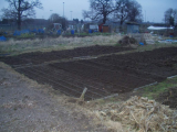 Planting shallots