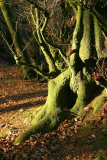 March 2006