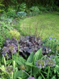 garden 1