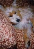 Pumpkin - the original barking dog (in a rare quiet moment!)