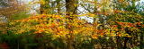 leaves