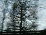motorway tree