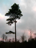 pine