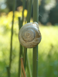 snail