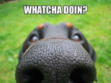 Watchadoin