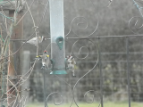 Goldfinches