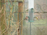 Lesser Redpoll,Siskins and Goldfinch