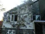 Wisteria