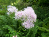 What is this plant?