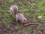 Squirrel at Kew Gardens