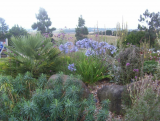 The Dry Garden, RHS Hyde Hall