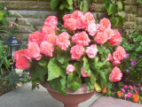 Begonia