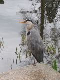 Heron at Kew Gardens