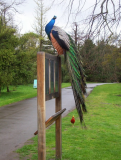 Peacock at Kew Gardens