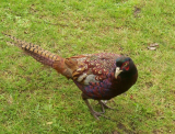 Pheasant at Chatsworth
