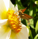 insects
